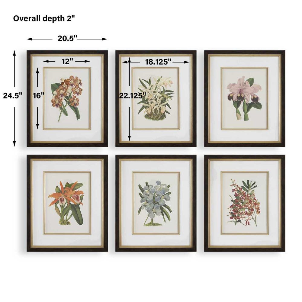 Orchid Botanical Framed Prints, Set of 6