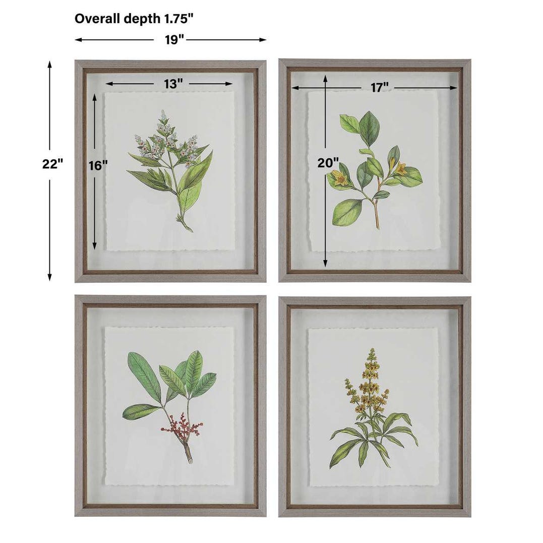 Wildflower Study Framed Prints, Set of 4