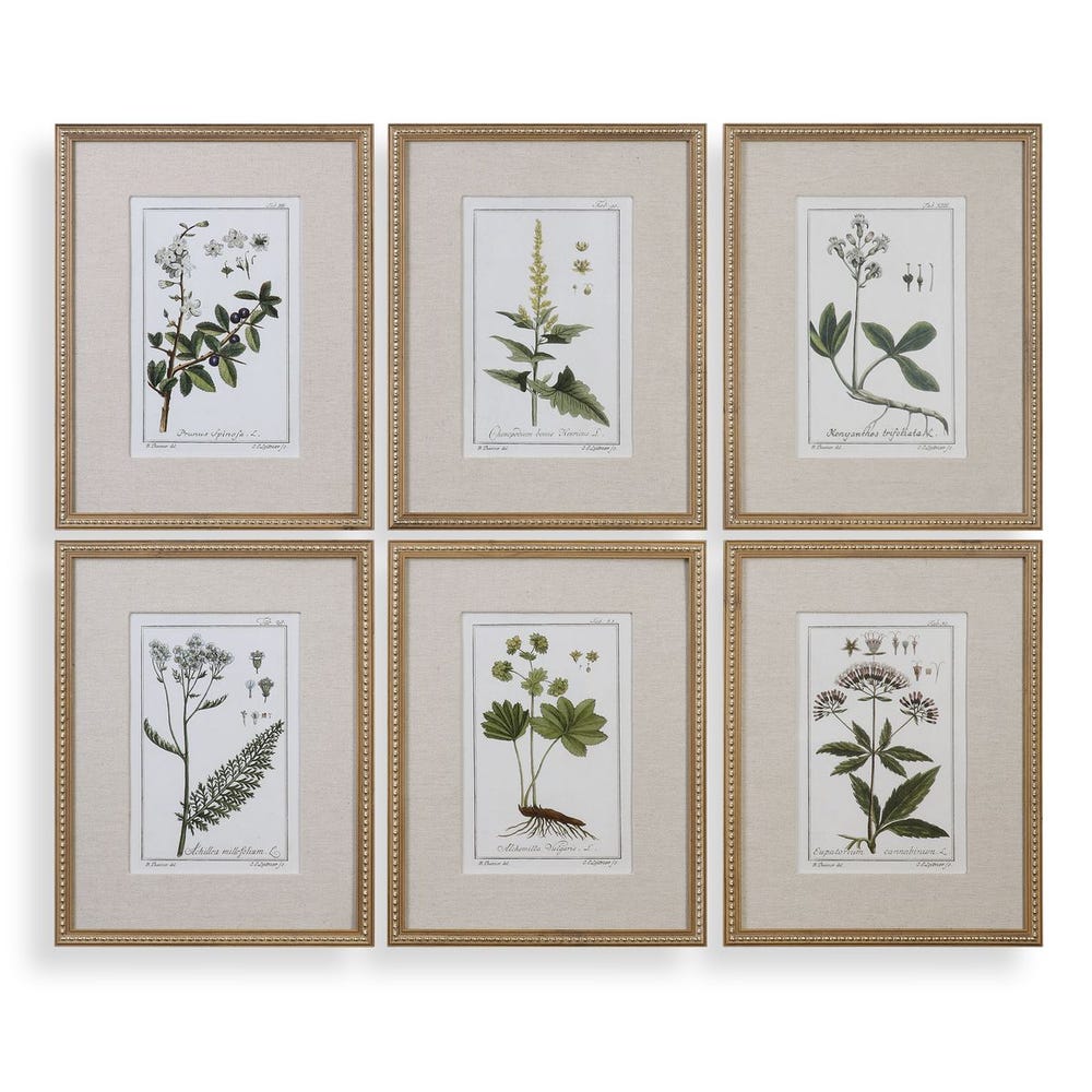 Green Floral Botanical Study Framed Prints, Set of 6