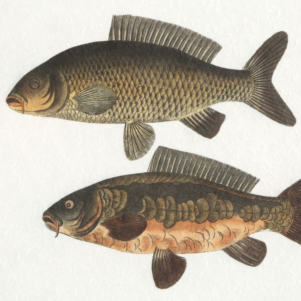 The Catch Framed Prints Set Of 2