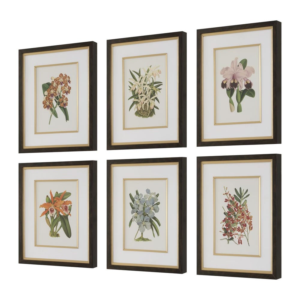 Orchid Botanical Framed Prints, Set of 6