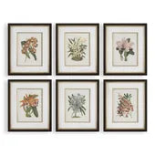 Orchid Botanical Framed Prints, Set of 6