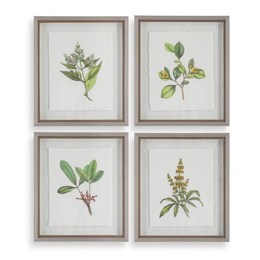 Wildflower Study Framed Prints, Set of 4